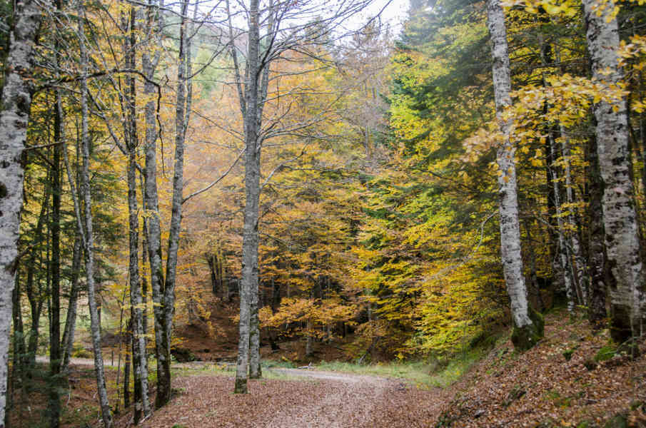 Comunidad Foral de Navarra 039 - Selva de Irati.jpg